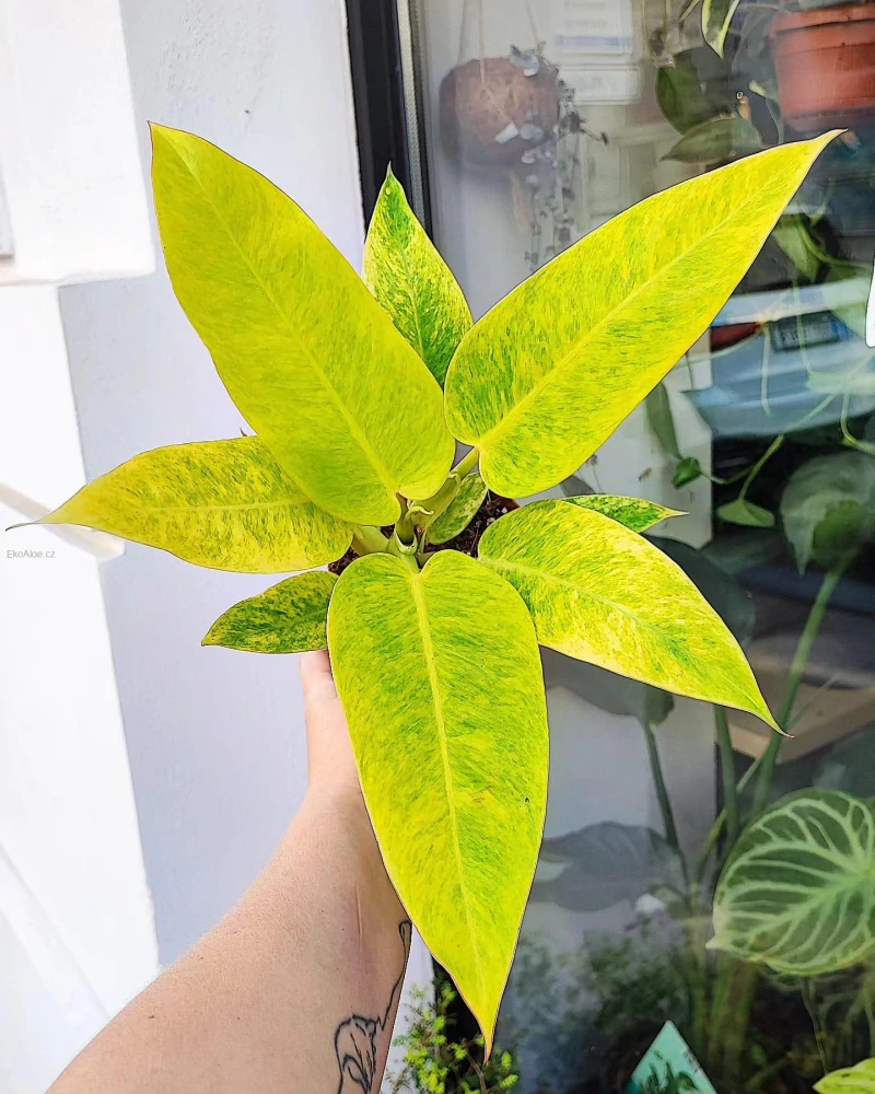Philodendron Calkins Gold