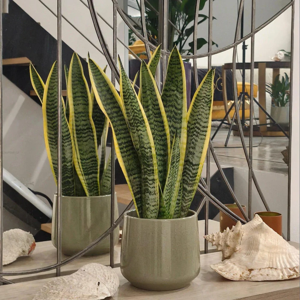 Sansevieria trifasciata Laurentii