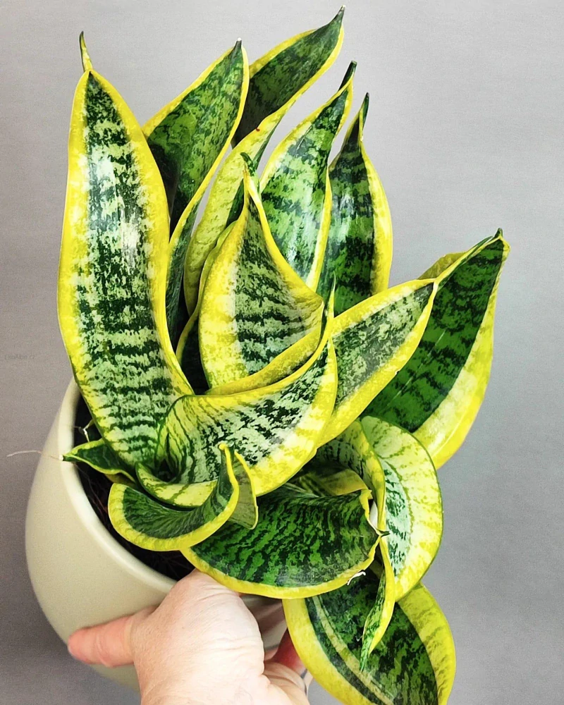 Sansevieria trifasciata Dragon Tongue