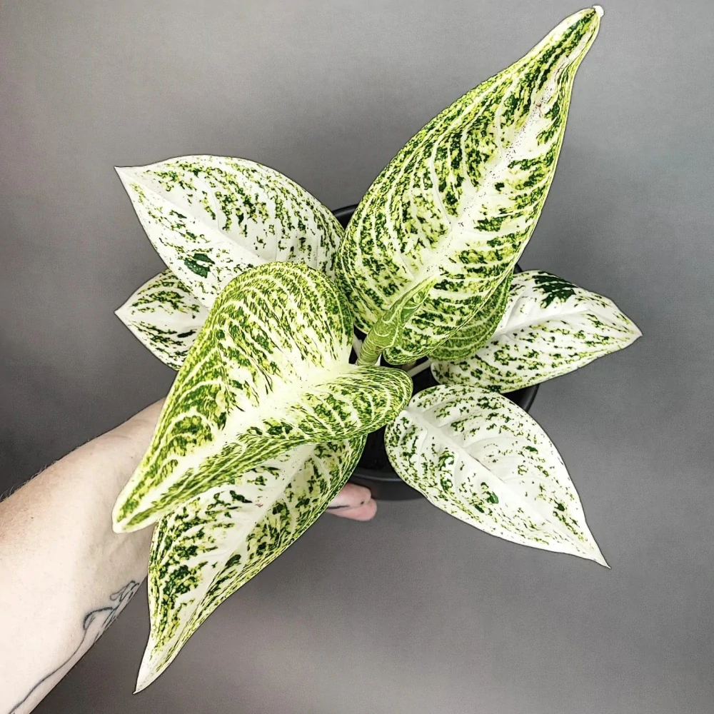 Aglonema white Tiara
