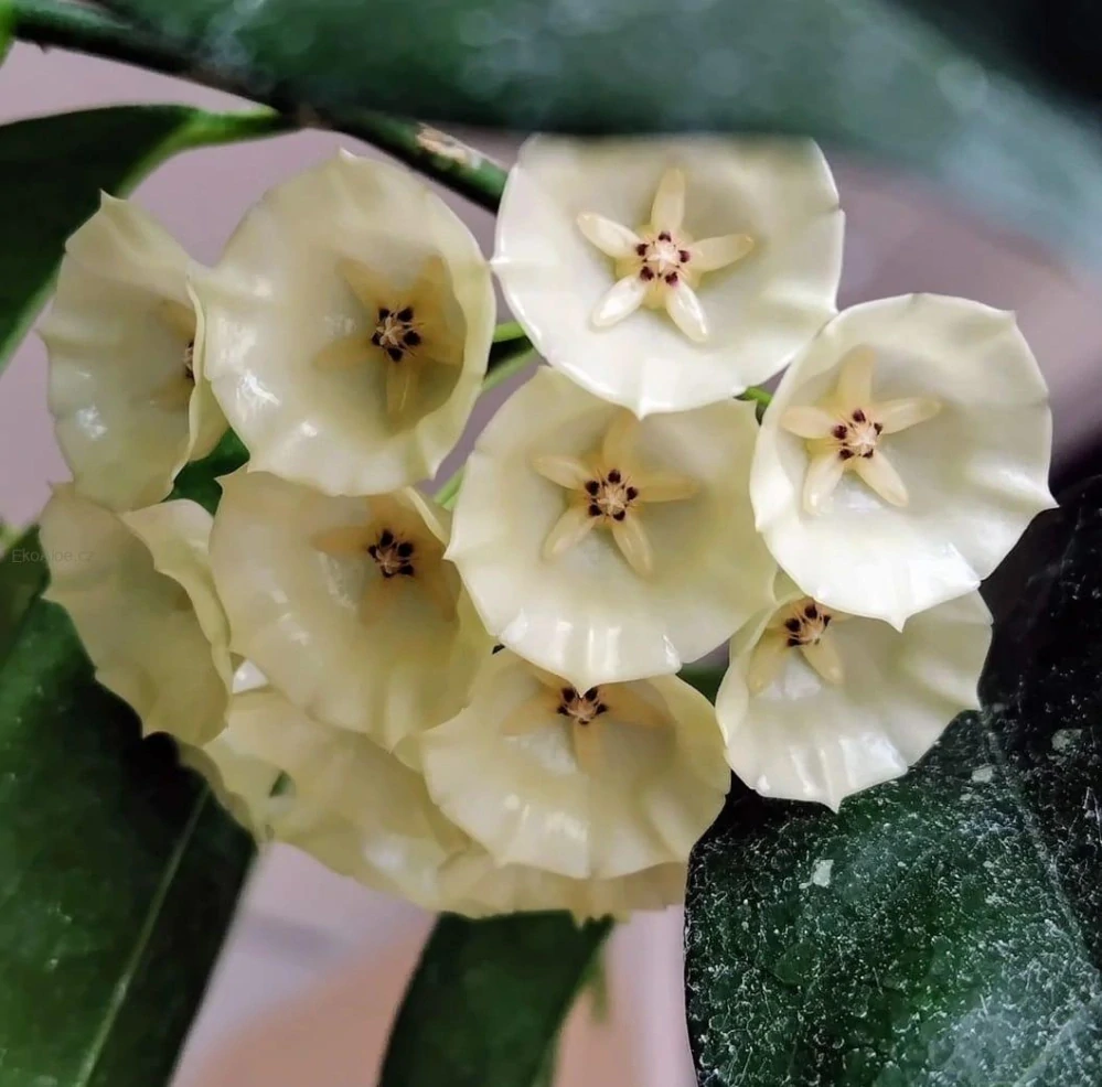 Hoya campanulata IML 1638