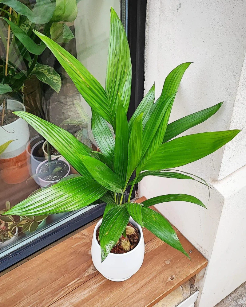 Areca catechu