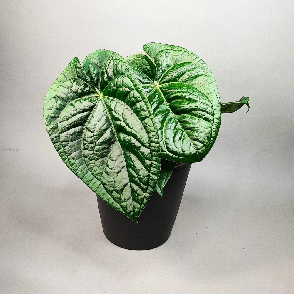 Anthurium Magnificum x Luxurians
