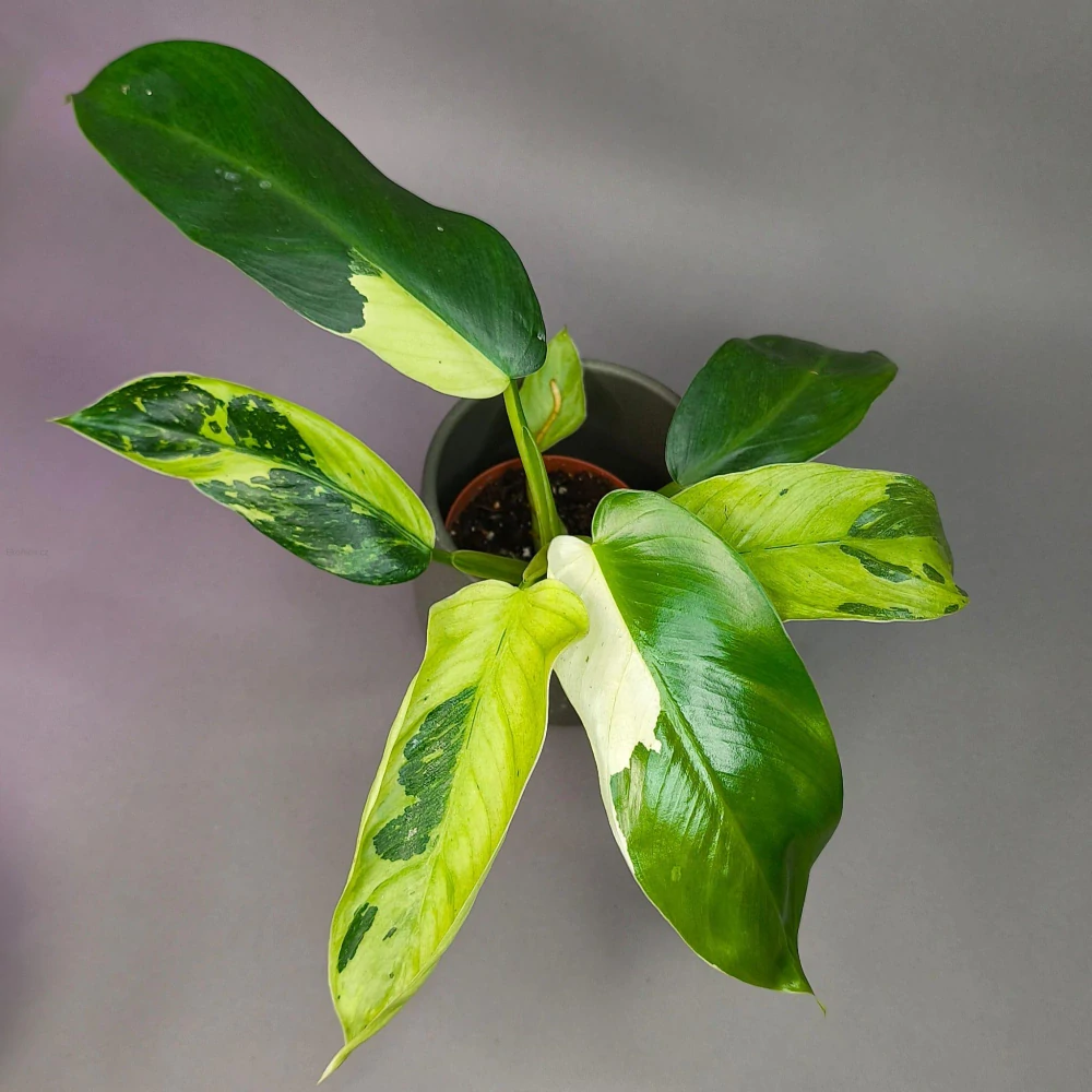 Philodendron Jose Buono