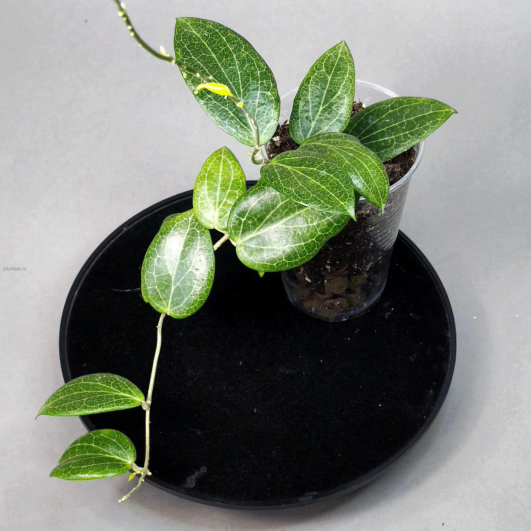 Hoya fitchii
