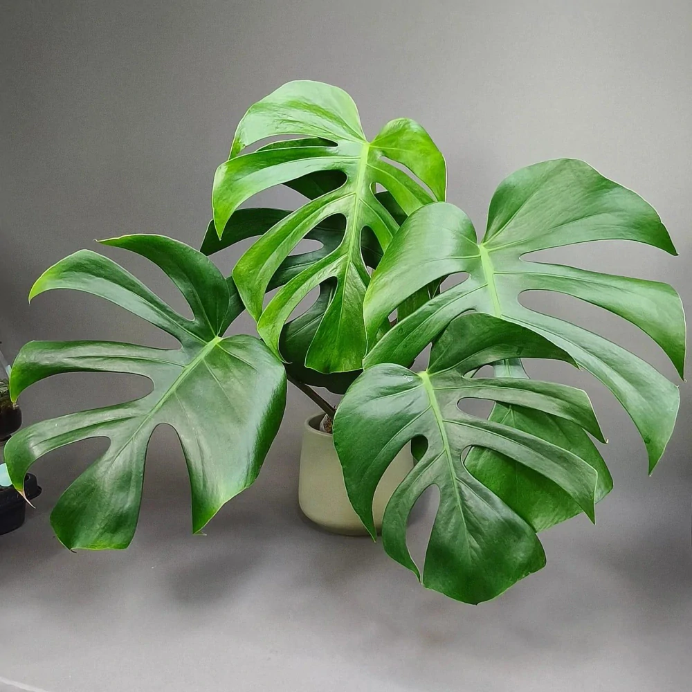 Monstera deliciosa Brazilian Form
