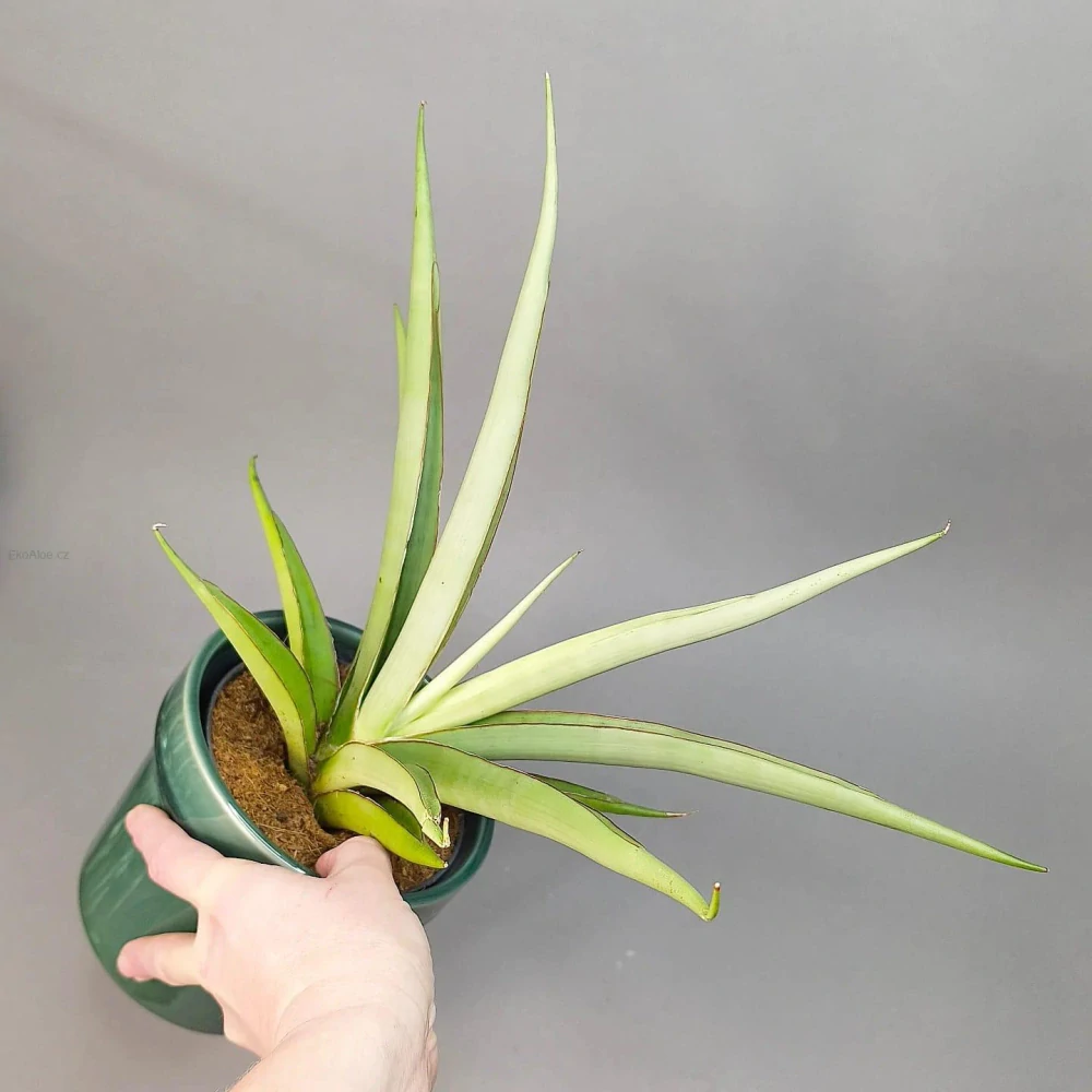 Sansevieria Silver Syreni