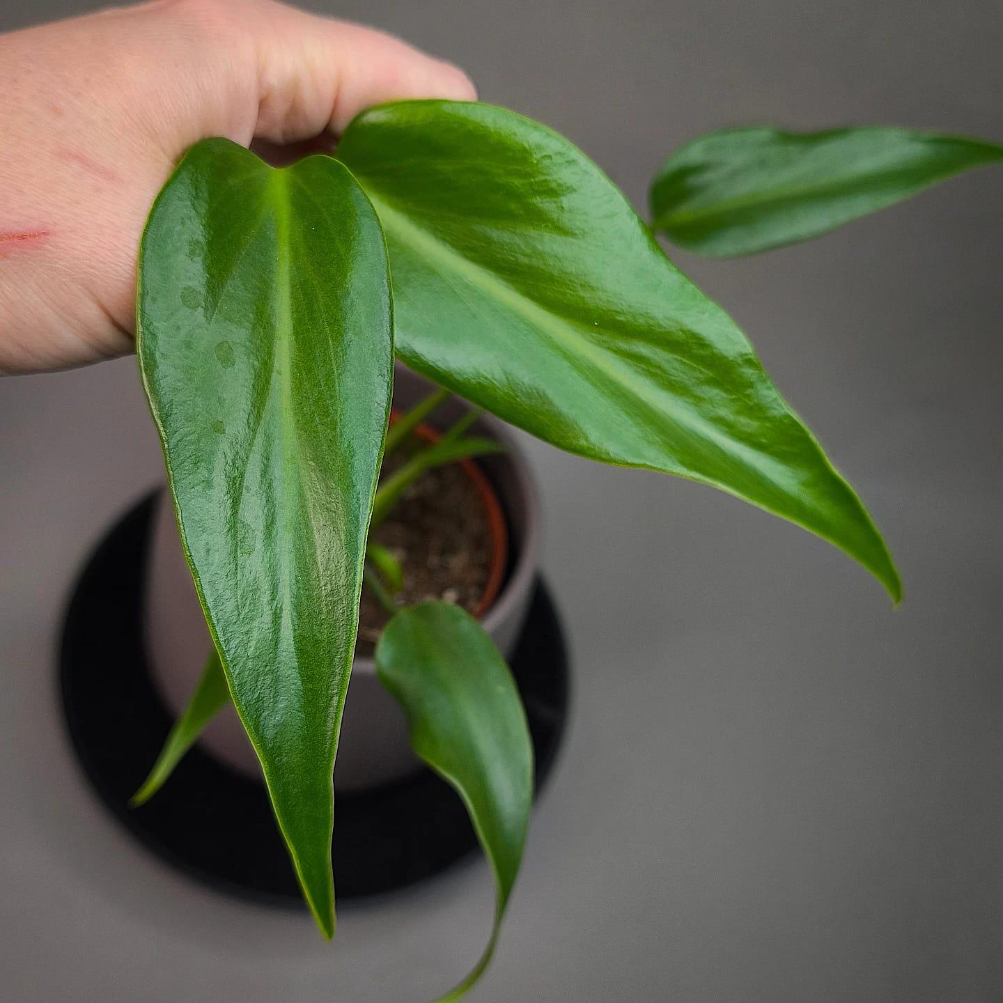 Monstera Burle Marx Flame