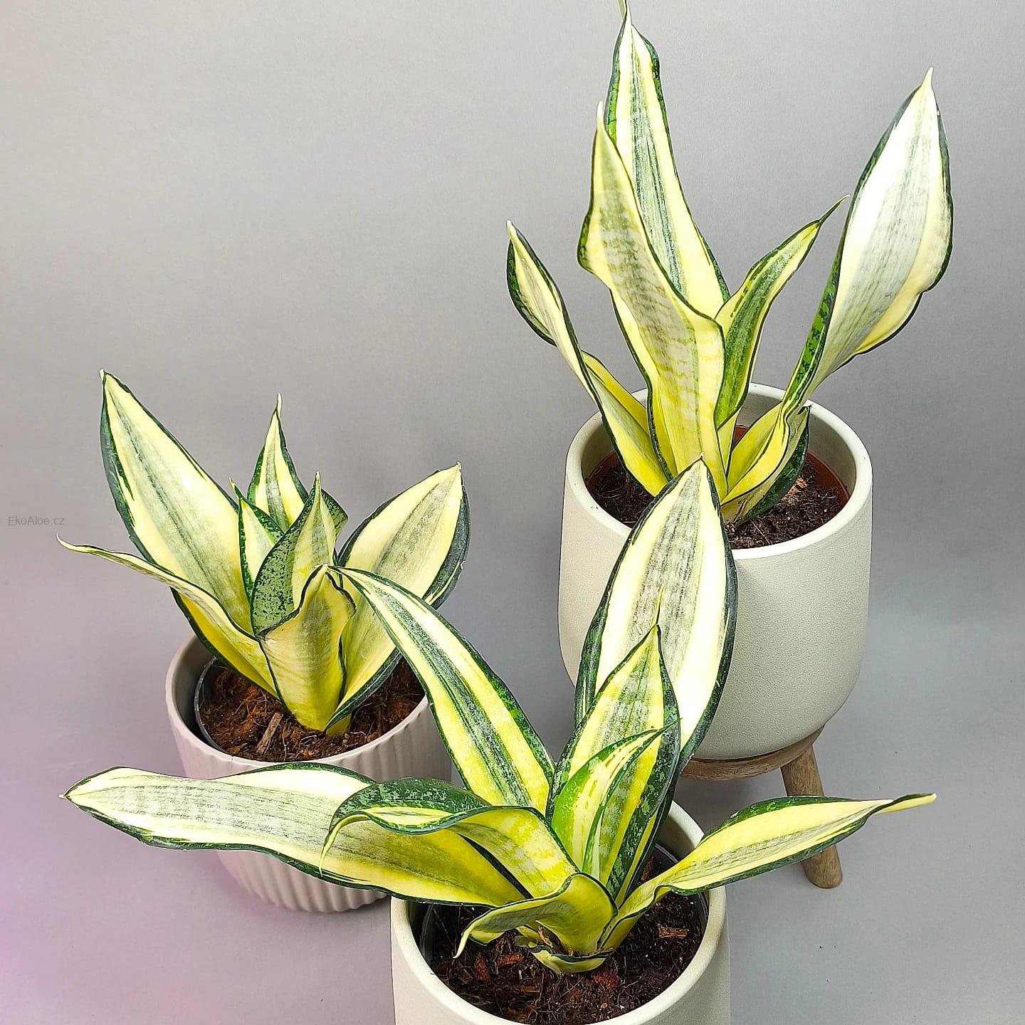 Sansevieria Golden Asahi