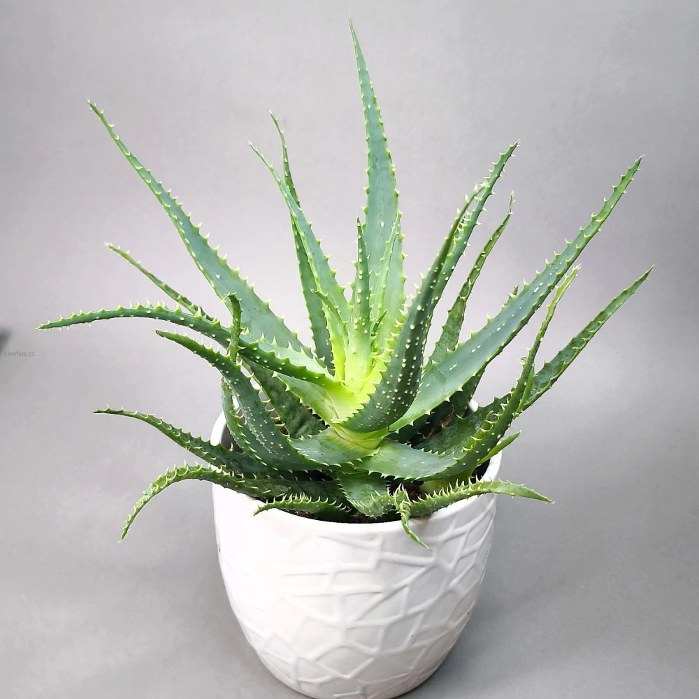 Aloe stromovitá - Aloe arborescens