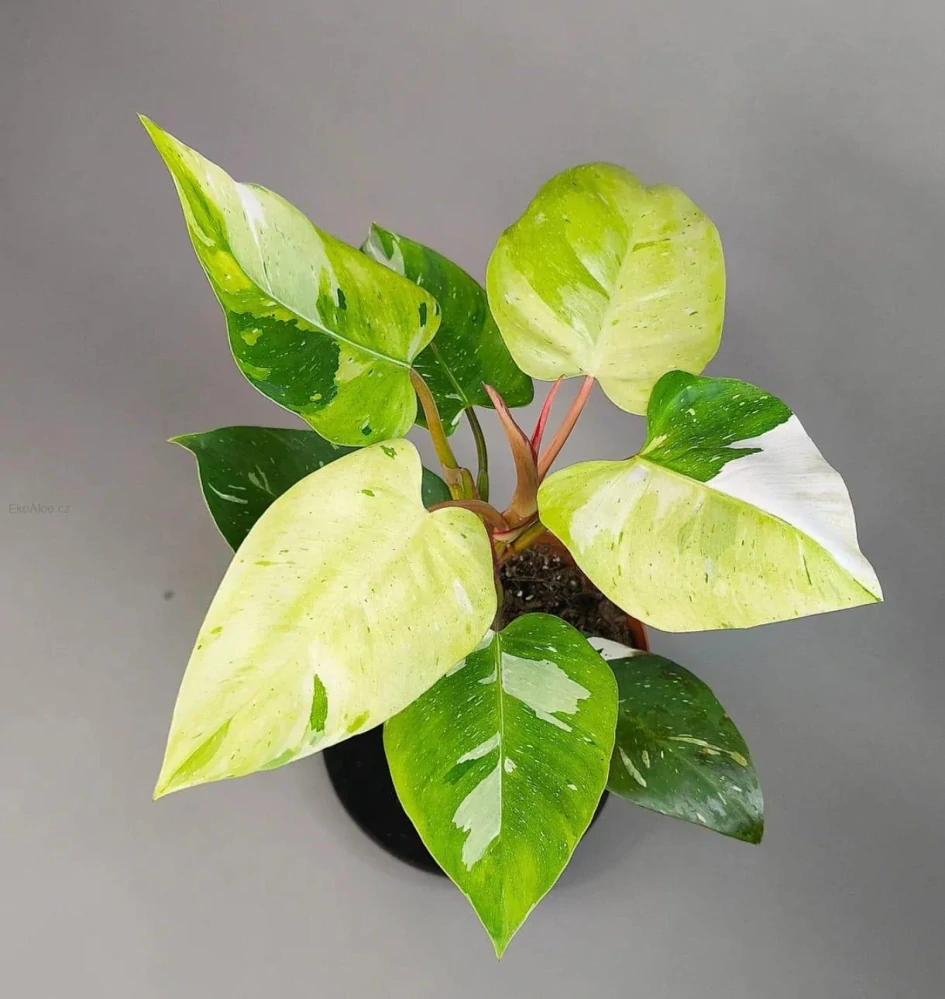 Philodendron White Princess Tricolor Lime (Fresh Aurea)
