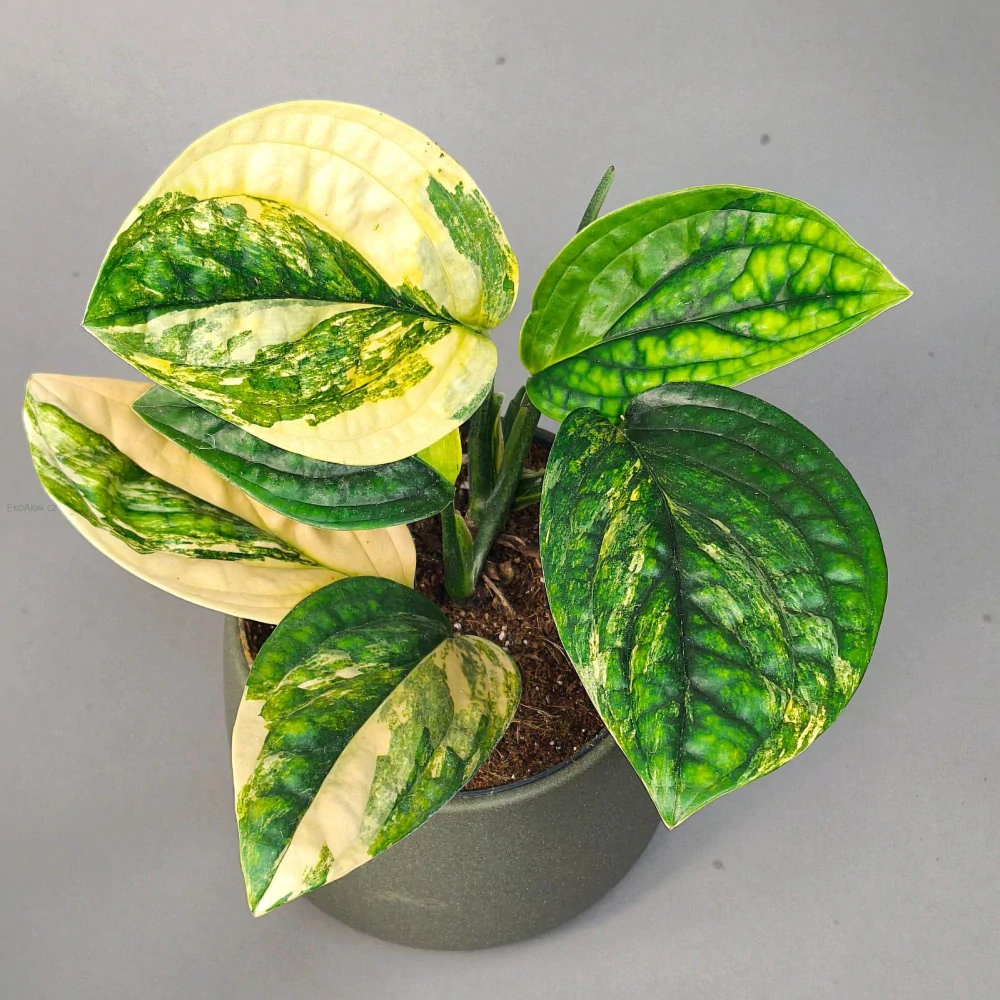 Monstera Karstenianum 'Peru' Variegata