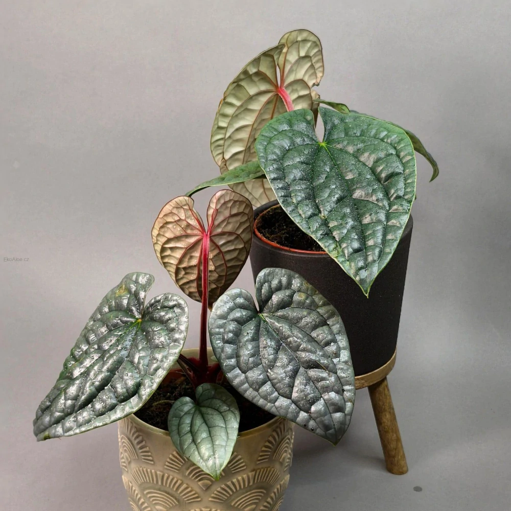 Anthurium Luxurians