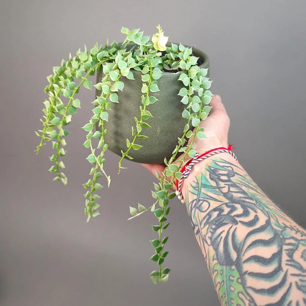 Dischidia Million Hearts