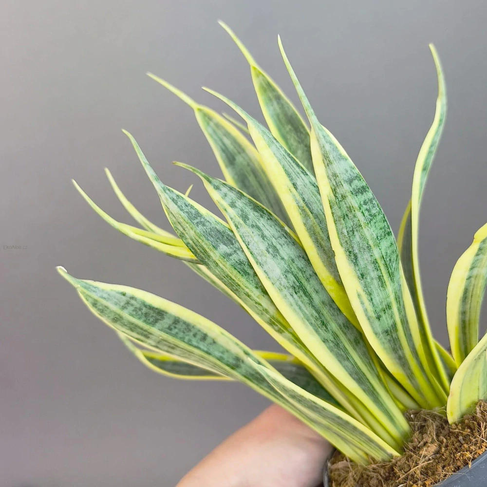 Sansevieria trifasciata Yellow Thrive