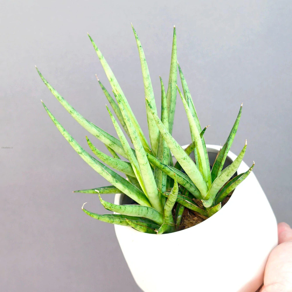 Sansevieria platinum Mikado