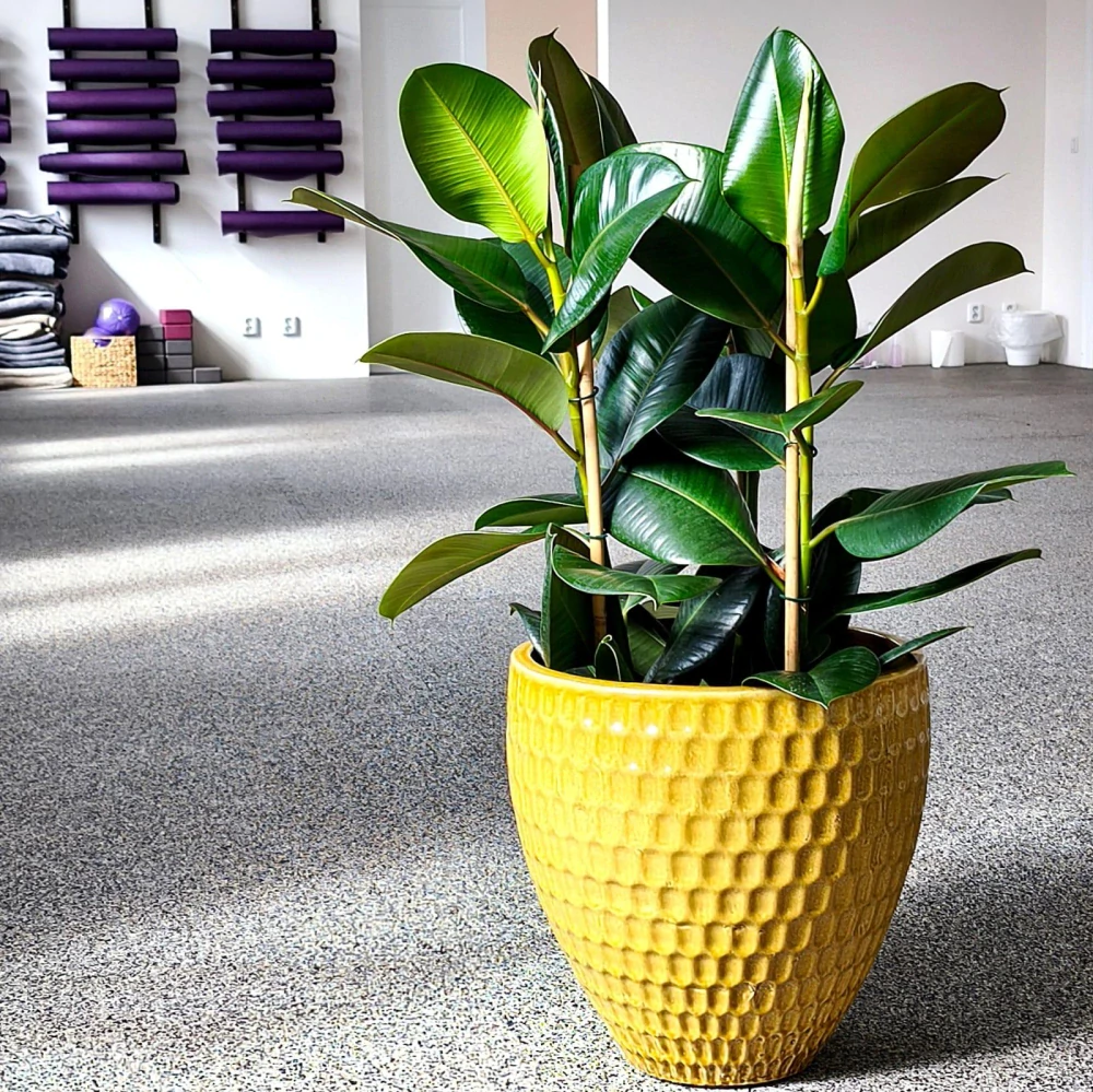 Ficus elastica Robusta