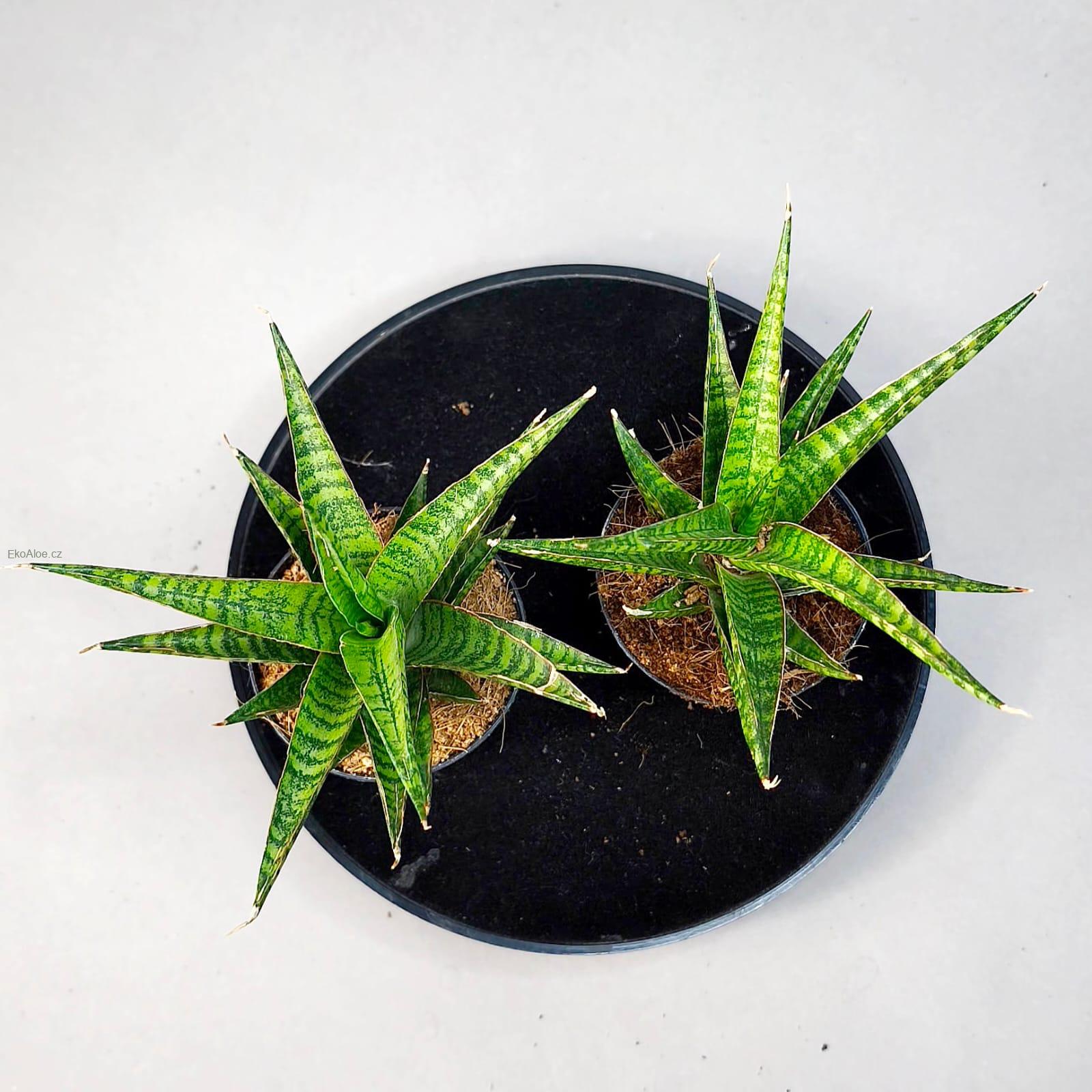 Sansevieria Hybrid Renjana