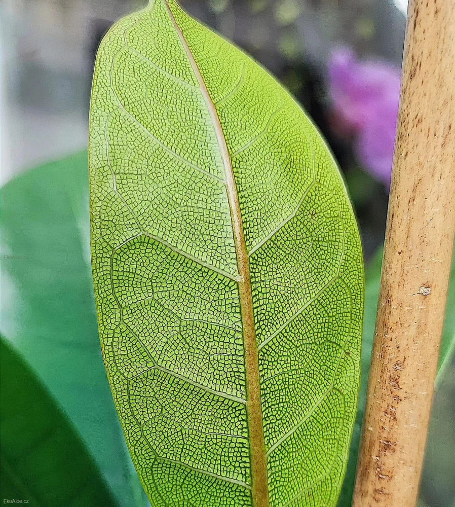 Ficus cyathistipula