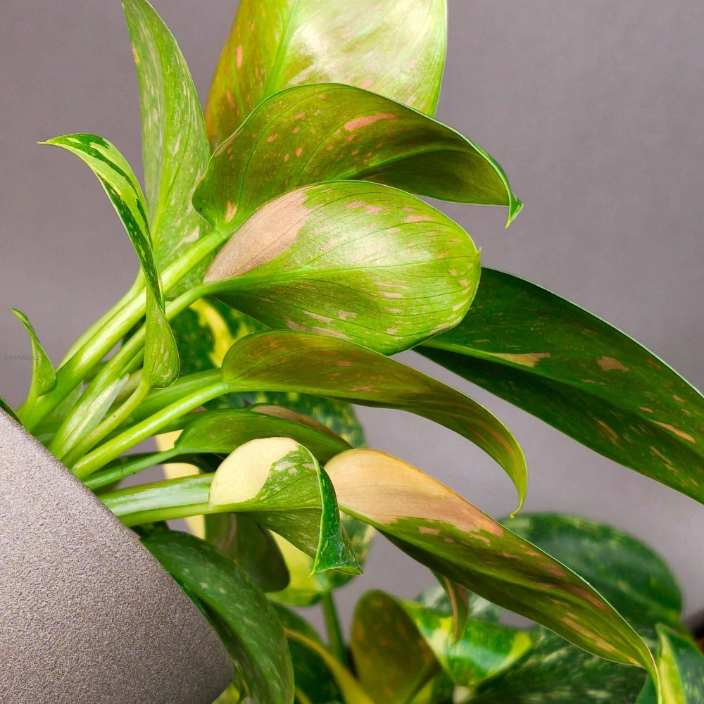 Philodendron Green Congo Variegata