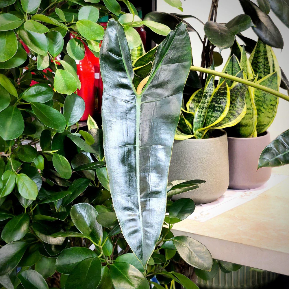 Philodendron Billietiae