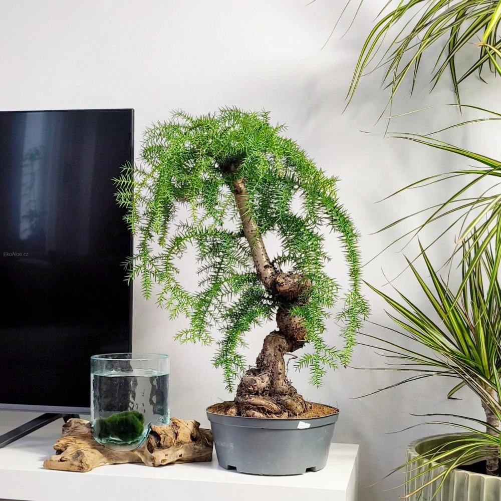 Araucaria Cunninghamii Bonsai