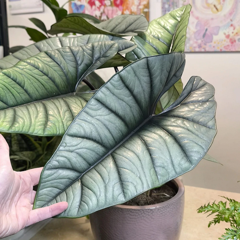 Alocasia Platinum XXL