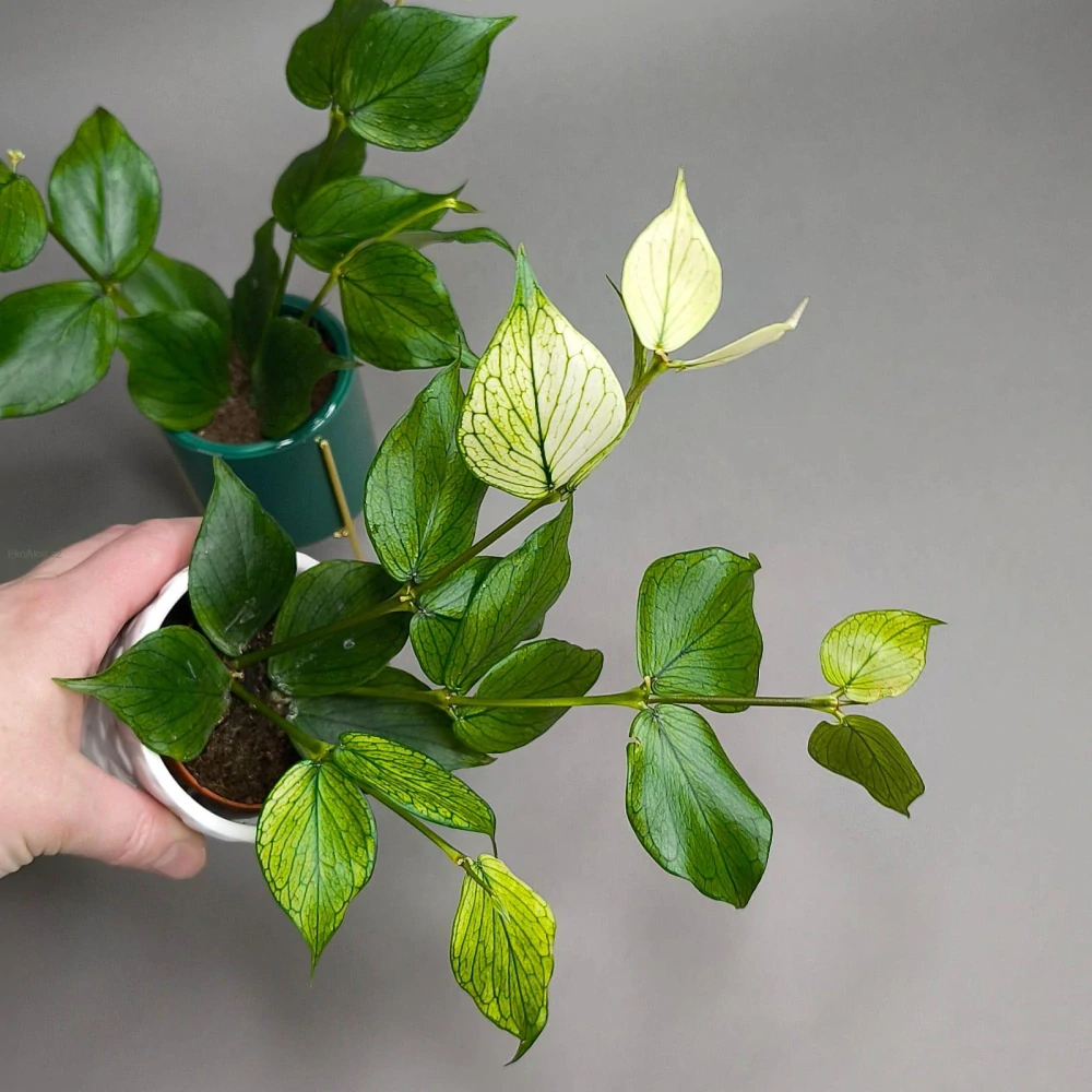 Hoya Polyneura fishtail