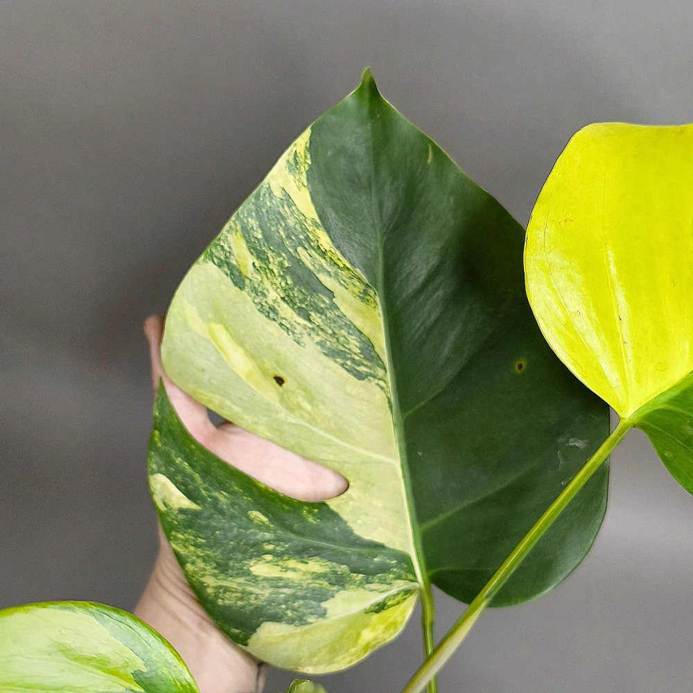 Monstera Aurea (Marmorata)