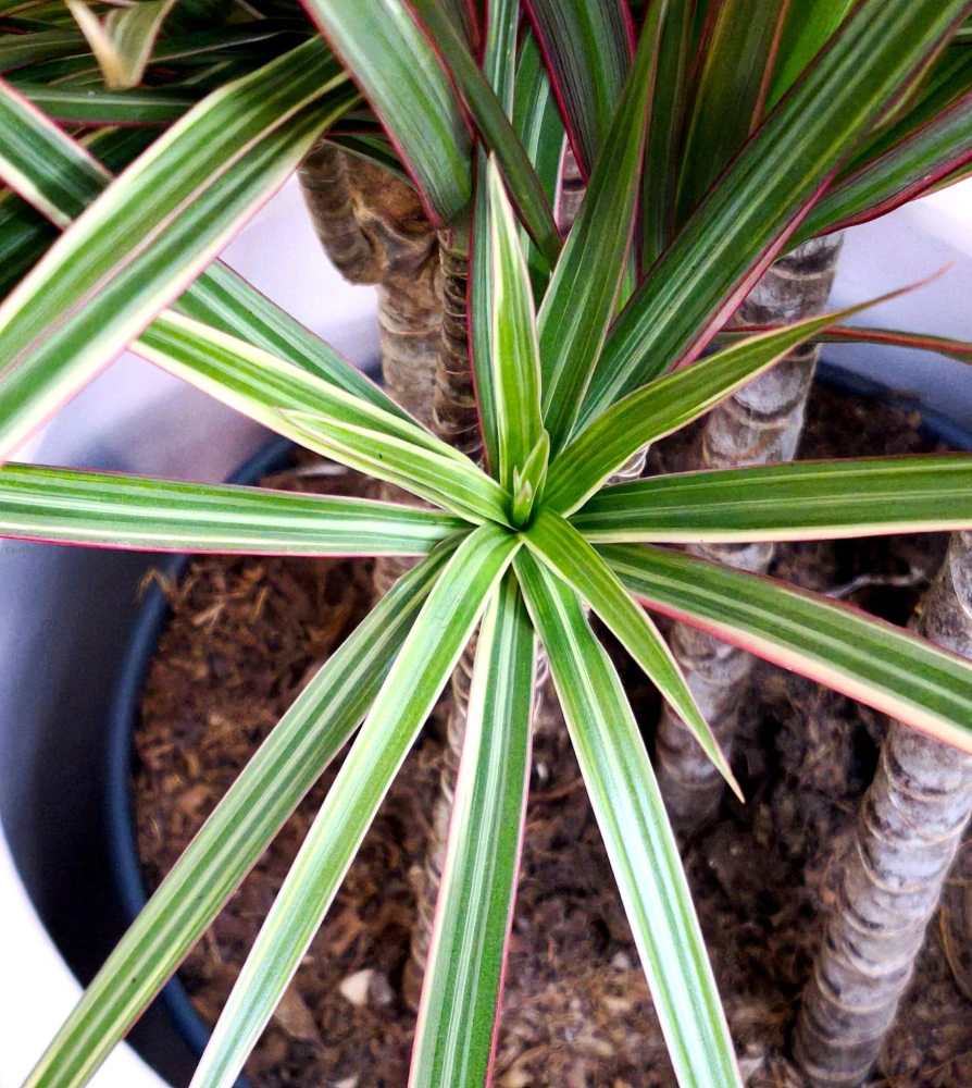 Dracaena marginata Bicolor (dračinec lemovaný)