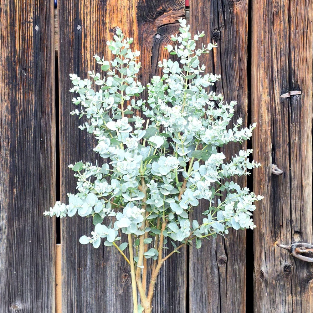 Eucalyptus gunnii AZURA