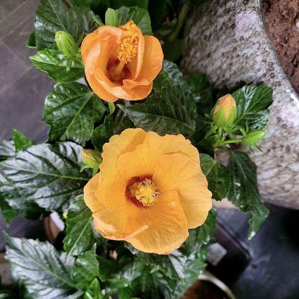 Hibiscus rosa-sinensis ‘Orange’ (ibišek)