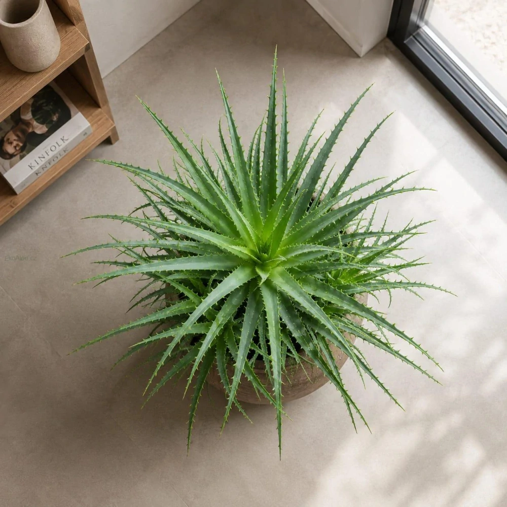 Aloe stromovitá XXL- Aloe arborescens