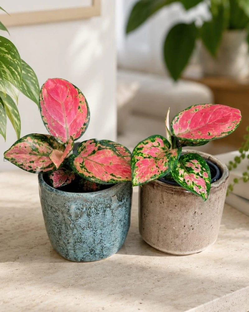 Aglaonema Lucky Red