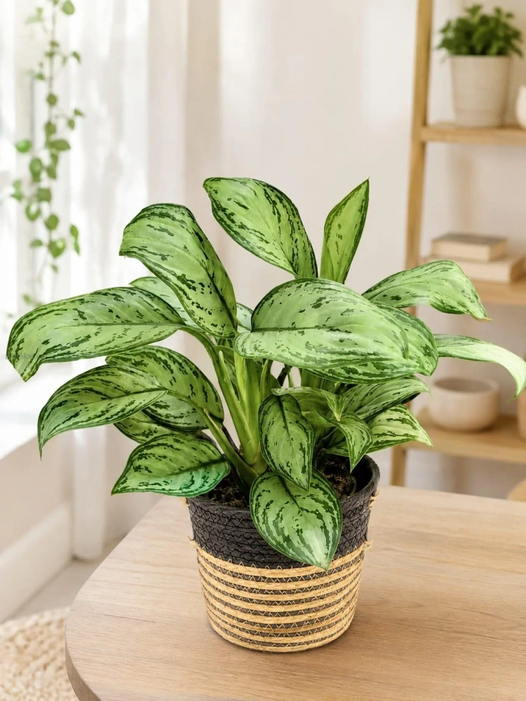 Aglaonema Maria Christina