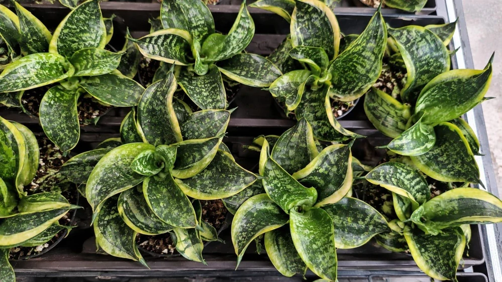 Sansevieria trifasciata Twisted Sister