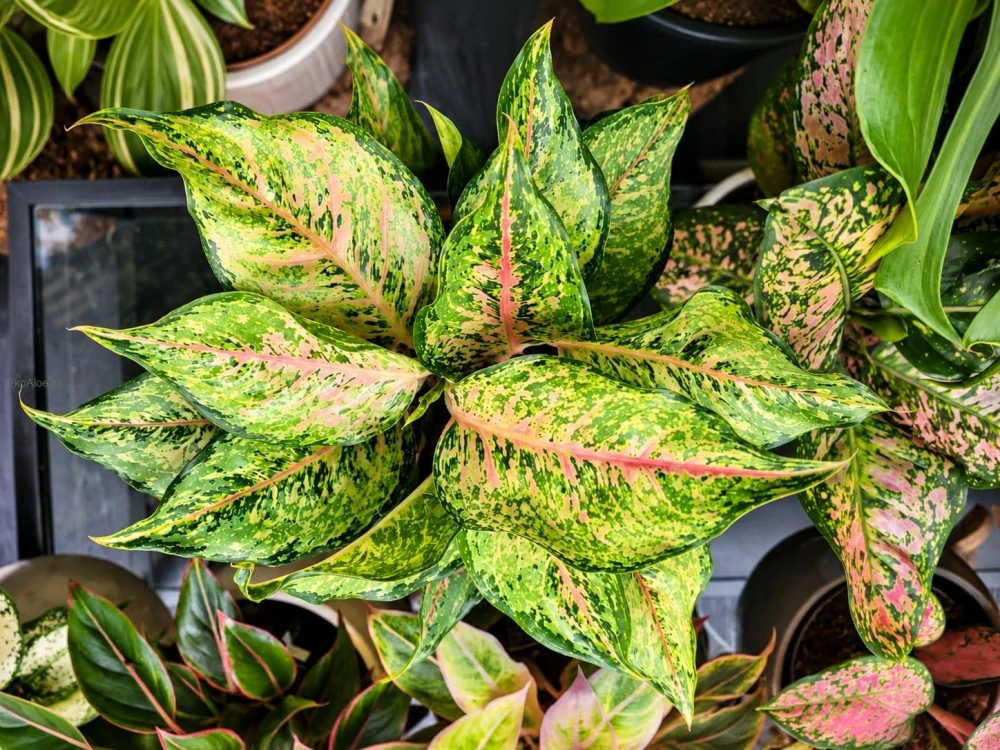 Aglaonema Green Papaya