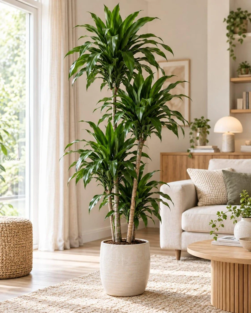 Dracaena fragrans Janet Lind XL