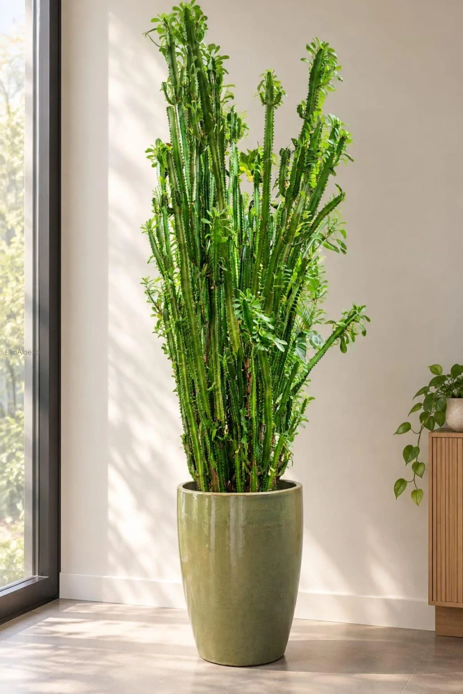 Euphorbia trigona XXL