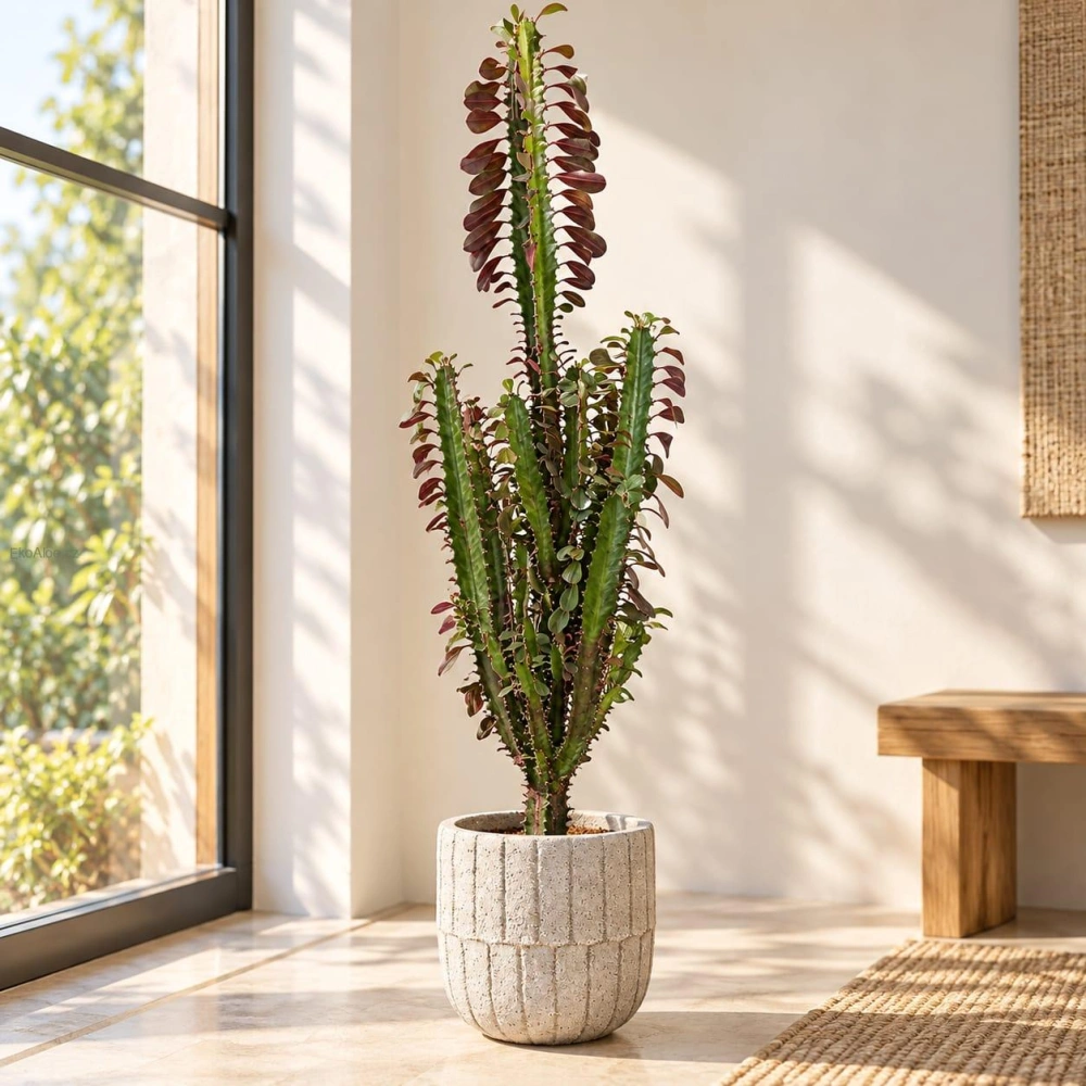 Euphorbia trigona 'Rubra' – Pryšec trojhranný