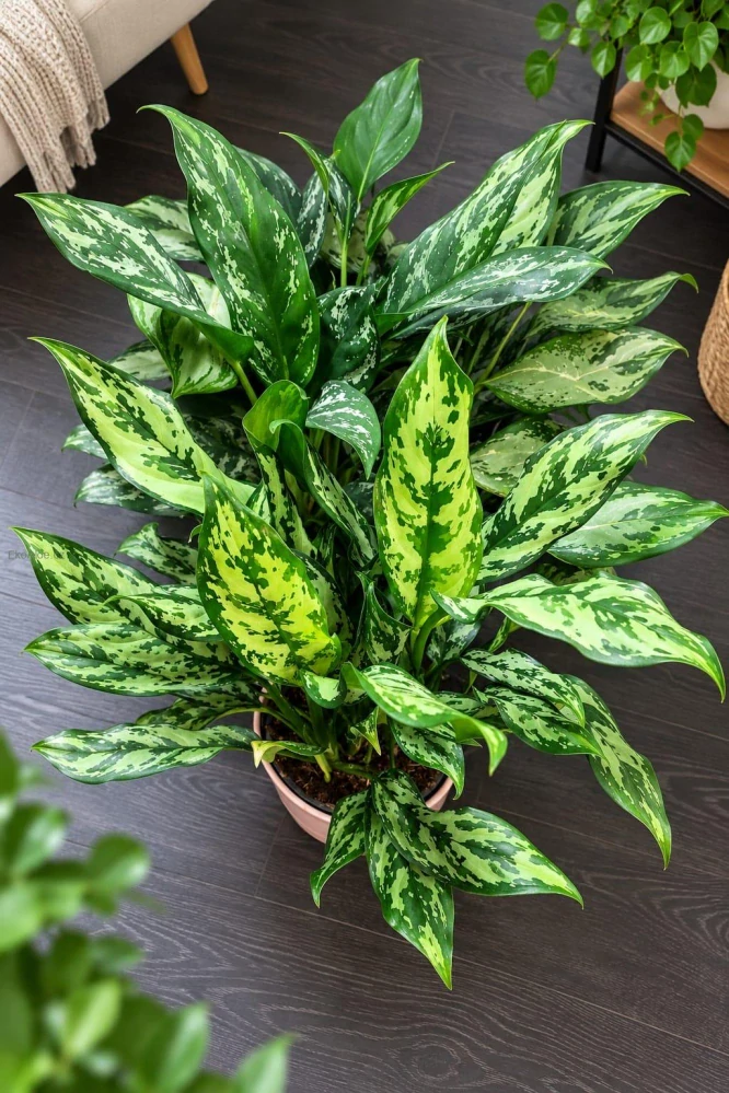 Aglaonema Miss Juliette XL