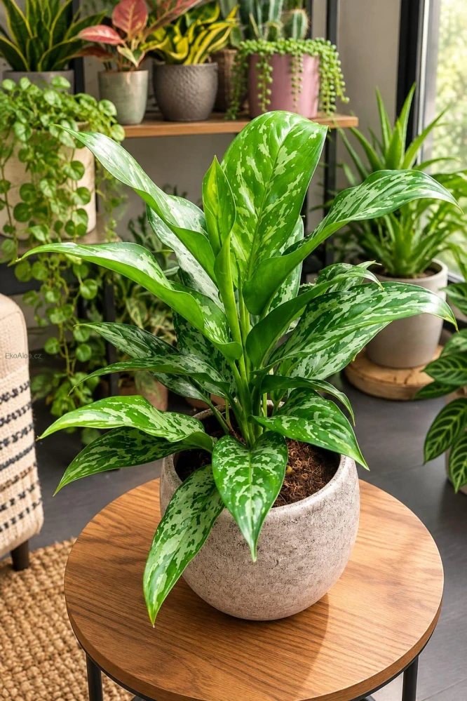 Aglaonema Green Lady