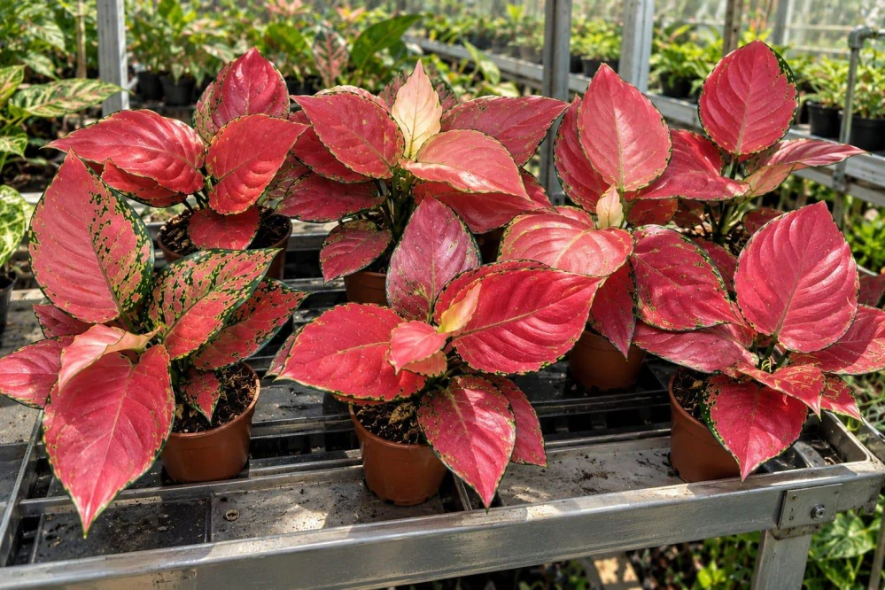 Aglaonema Red Anjamani