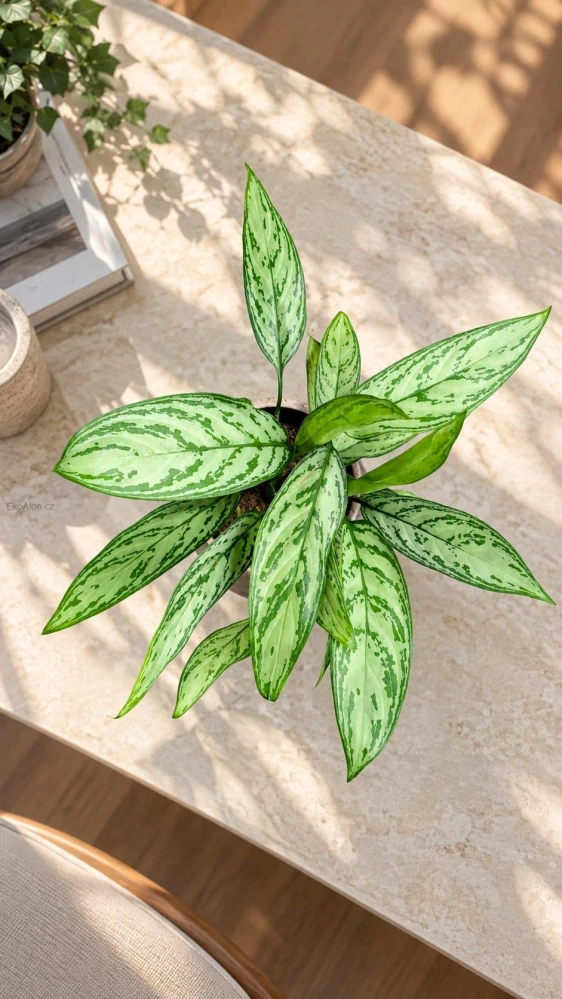 Aglaonema Silver Queen