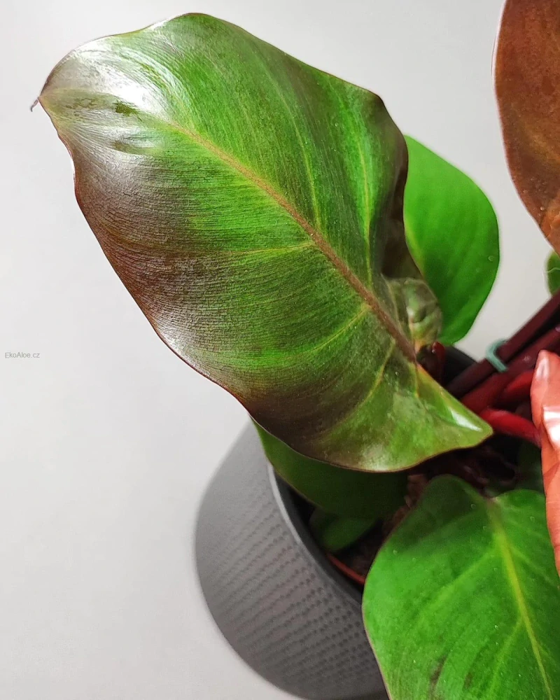 Philodendron erubescens Red cherry