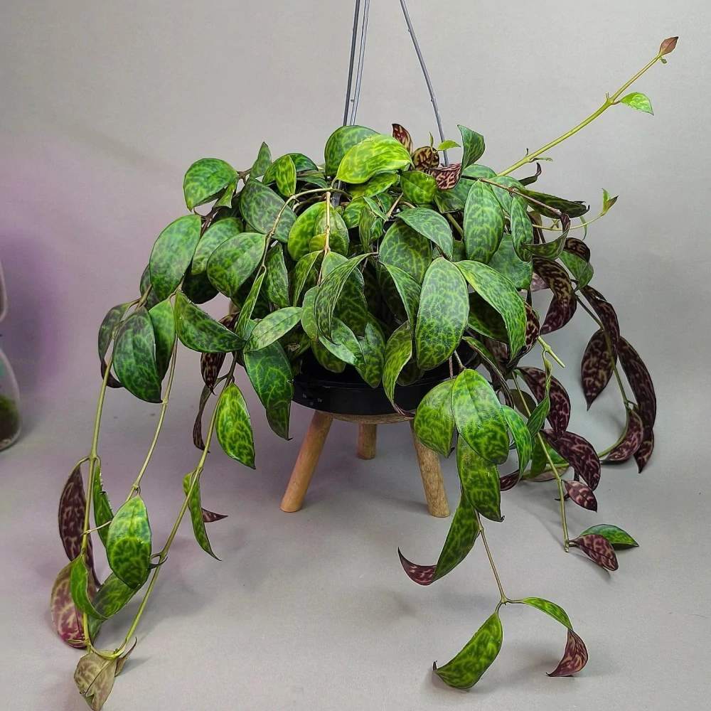 Aeschynanthus marmoratus XXL