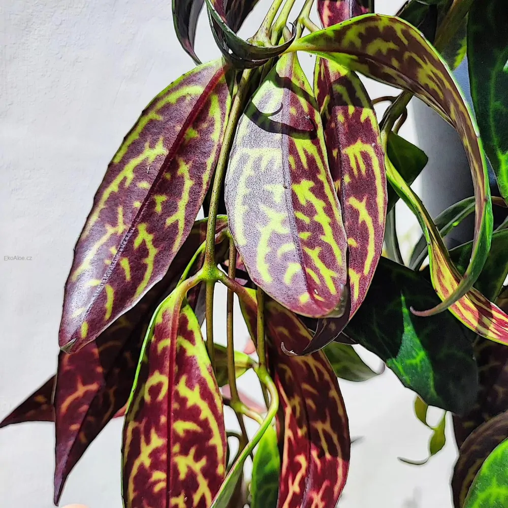 Aeschynanthus marmoratus řízek k zakořenění