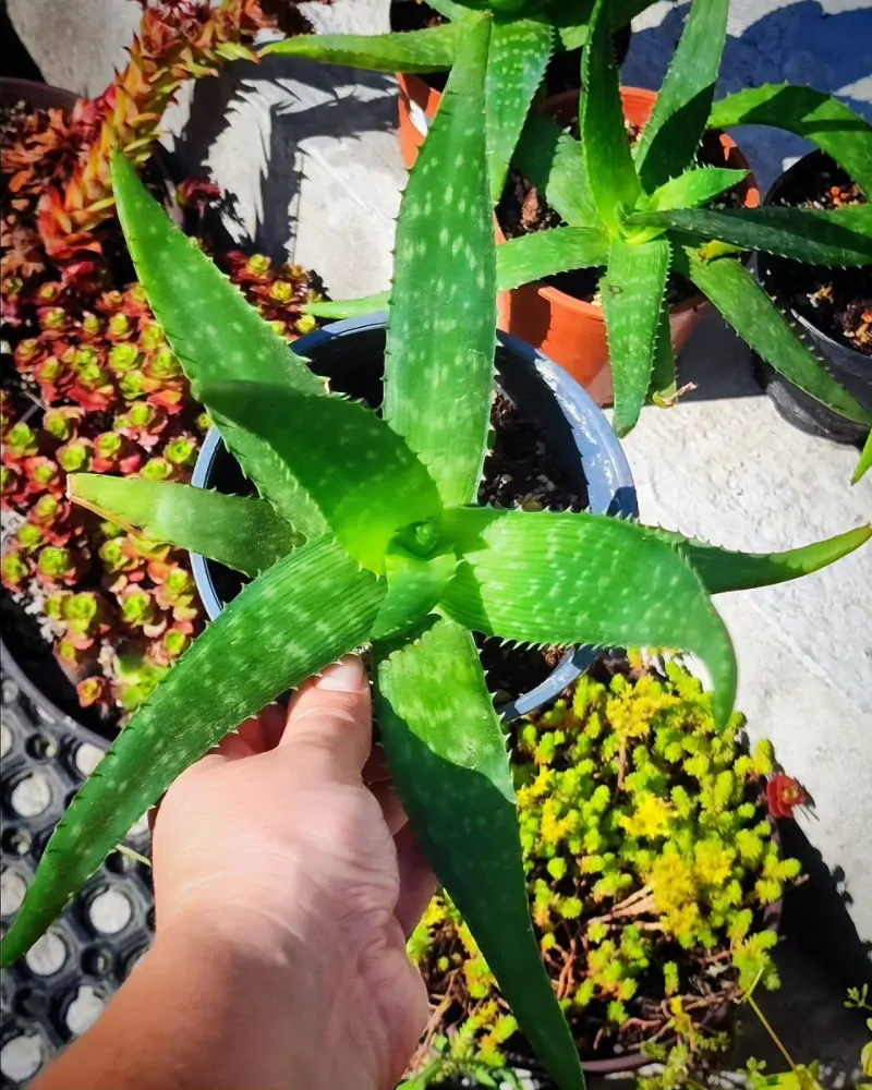 Pravá poctivá domácí Aloe Vera