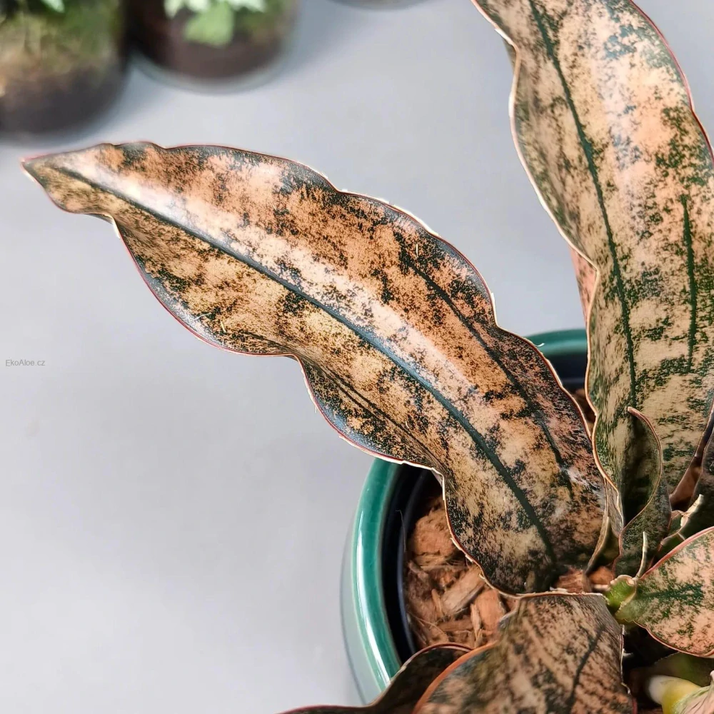 Sansevieria Star Cany Gra