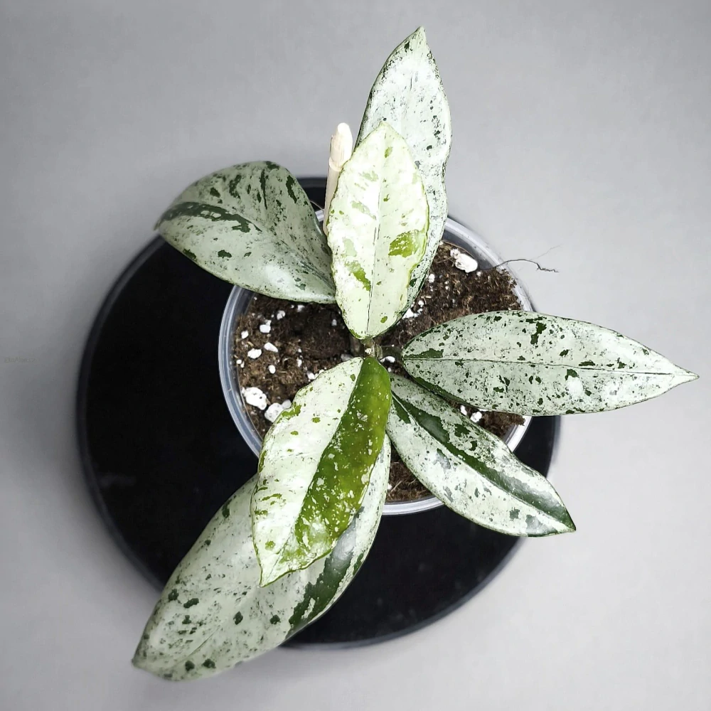 Hoya carnosa Wilbur Graves Russia